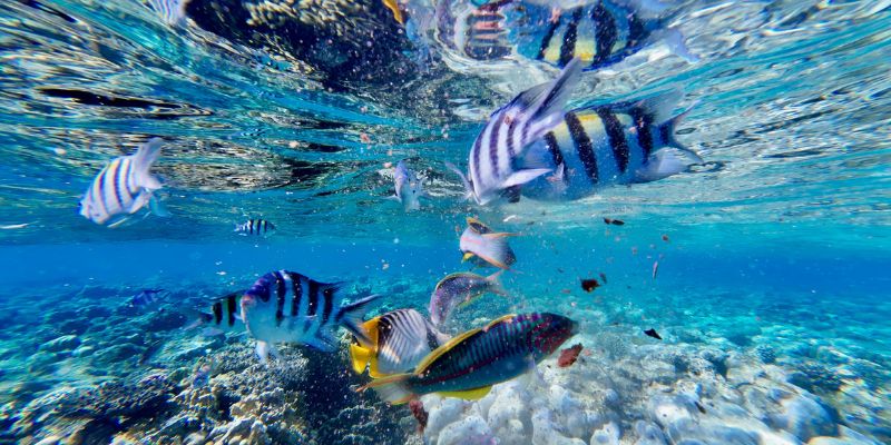 Apo Reef